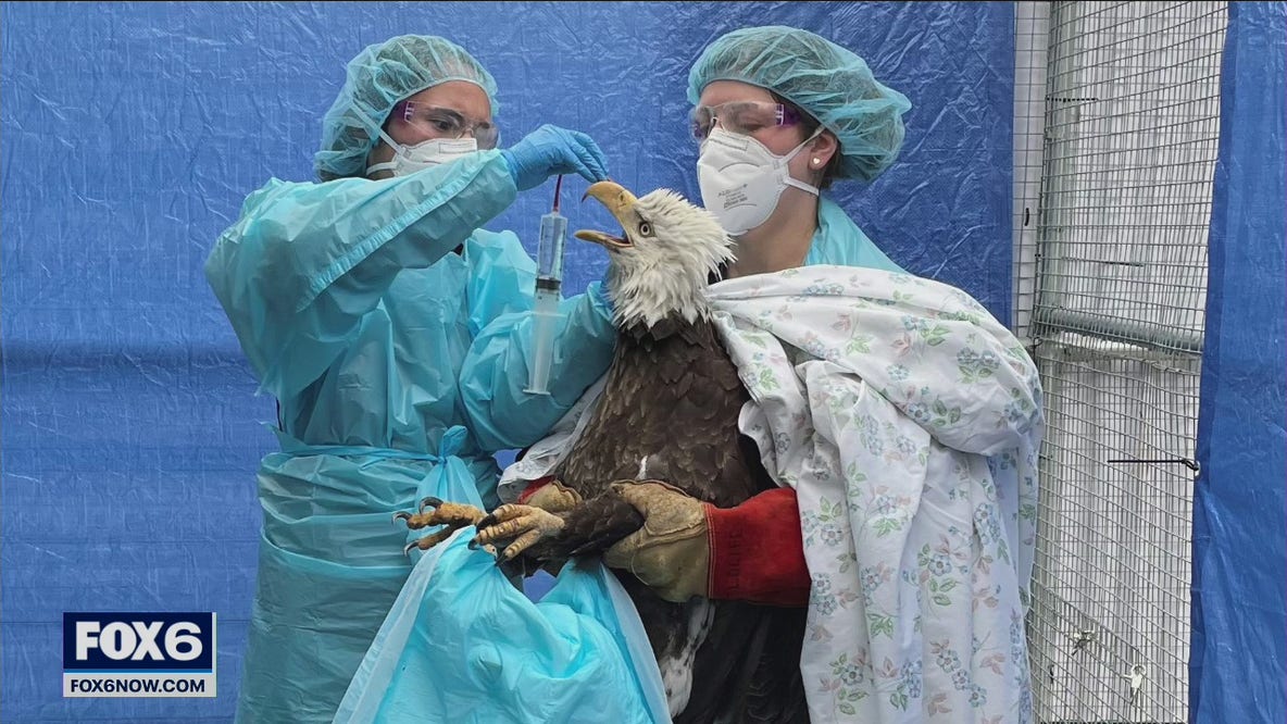Bay View bald eagle 'presumed positive' for bird flu